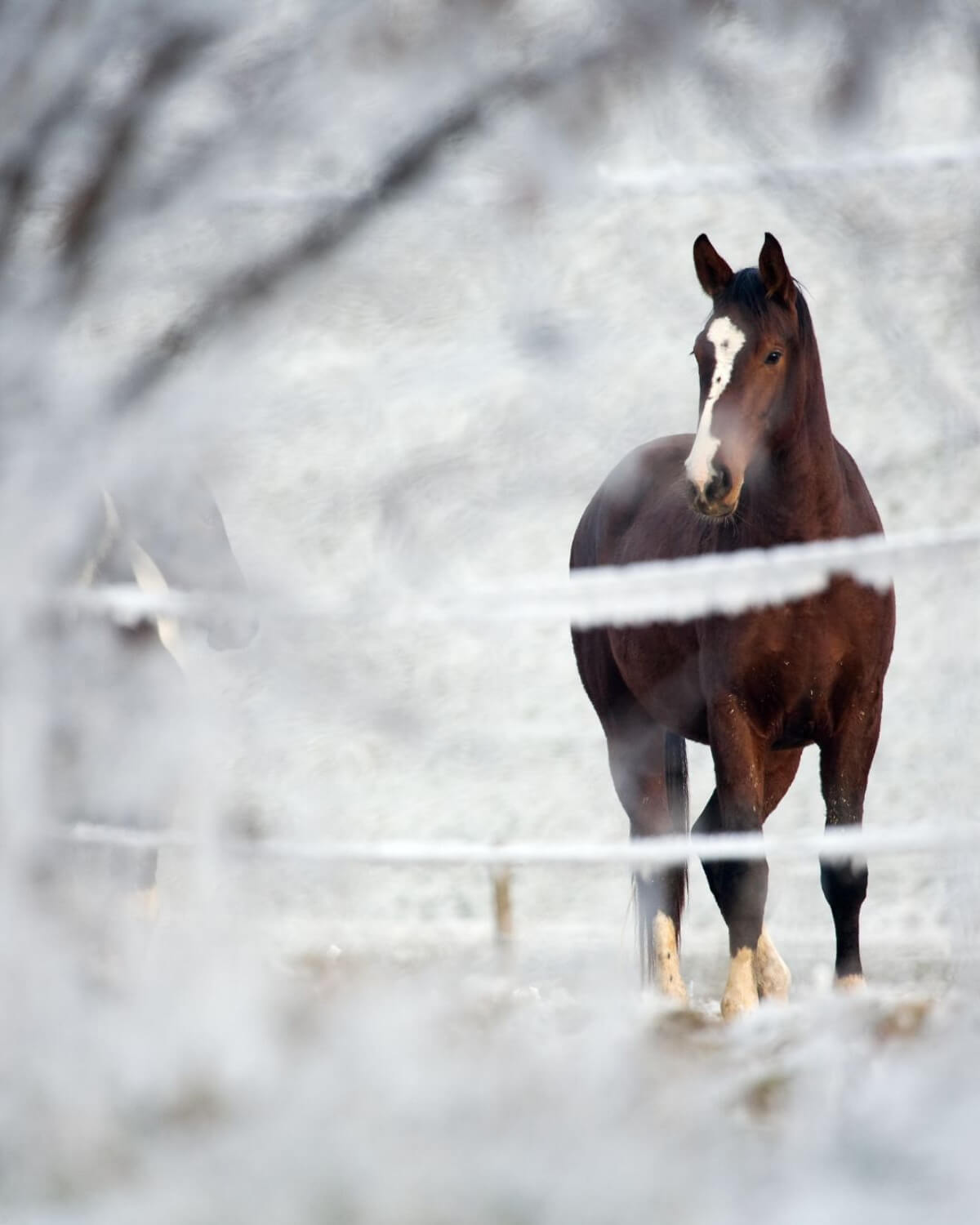 Zima a wrzody: Dlaczego Twój koń choruje właśnie teraz?